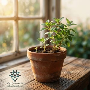 چگونه عادت های خوب بسازیم؛ گلدانی با سه مرحله رشد گیاه نماد شکلگیری عادت های مثبت و رشد فردی - محسن کارگاه